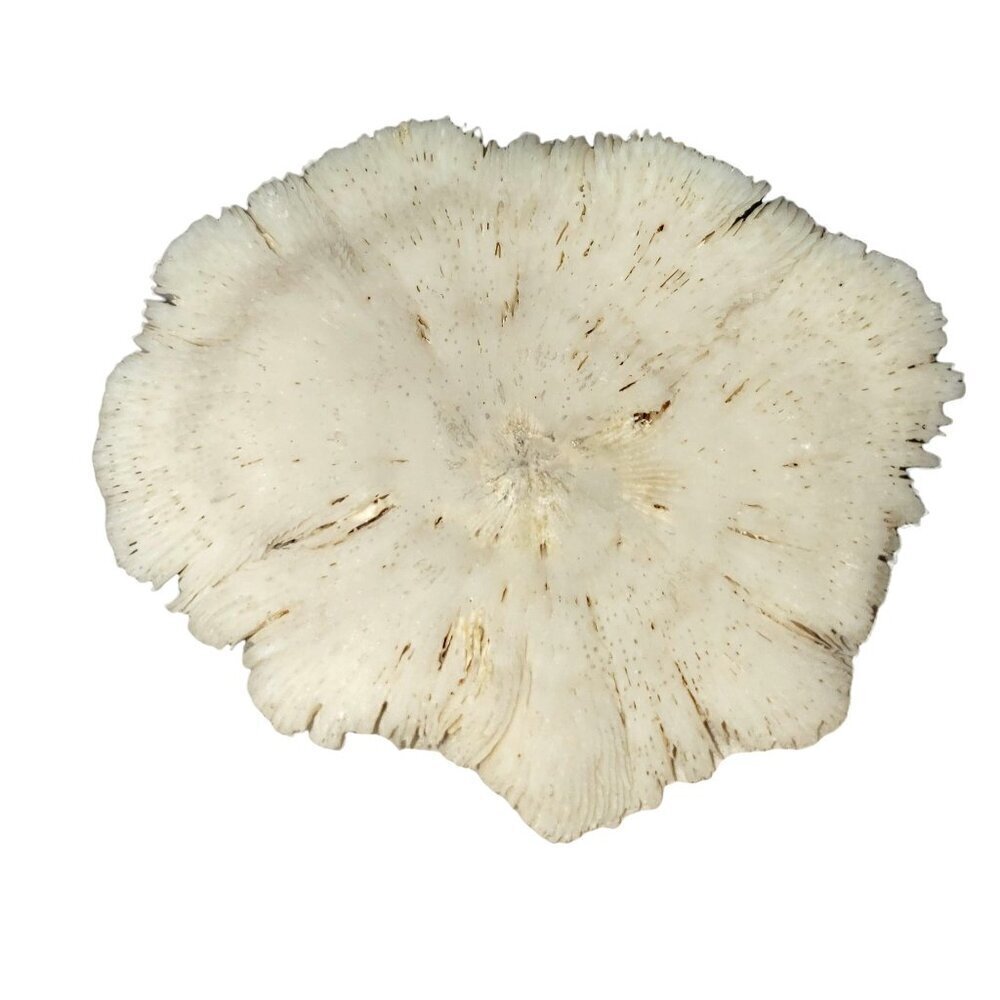 Vtg Seashell Turtle White Mushroom Coral Souviner Travel Beach Desination Kitch - Picture 5 of 5